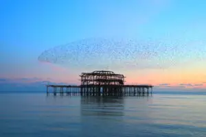 Murmuration At West Pier